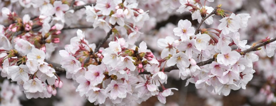 Sakura Sakura (Jour 1)